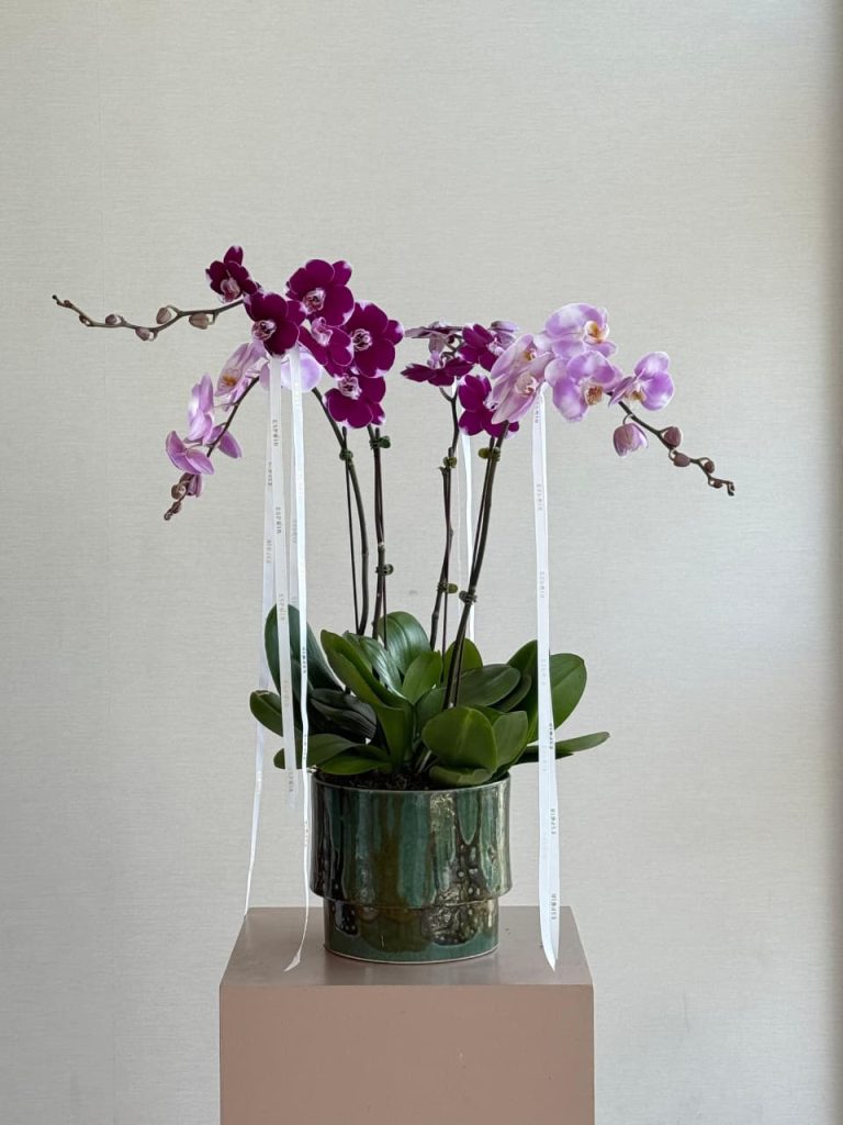 WhatsApp Image 2025-11-20 at 08.01.32_07300164 WhatsApp Image 2025-11-20 at 08.01.32_07300164